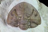 Big, Enrolled Lochovella (Reedops) Trilobite - Oklahoma #135459-3